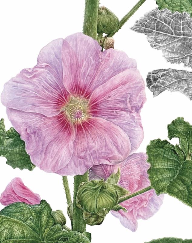 Malva (Mallow)